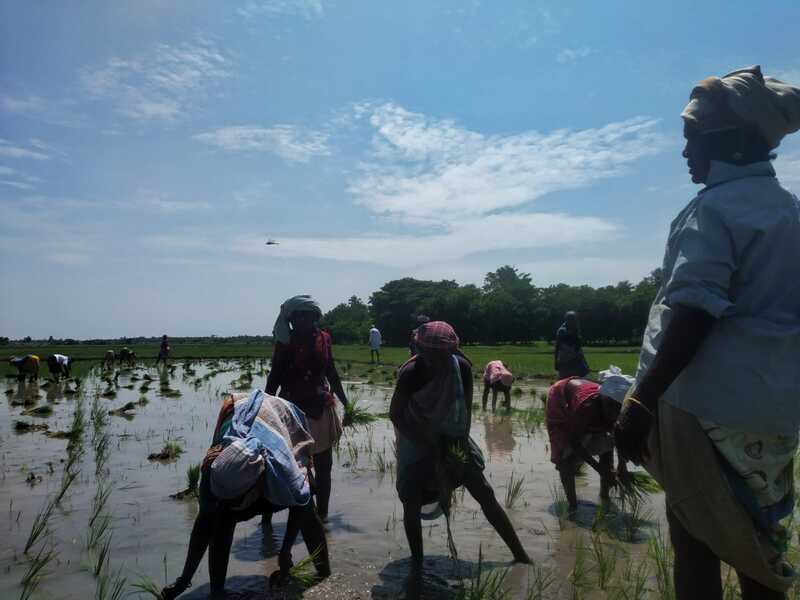 Women Labourers Transplanting Paddy