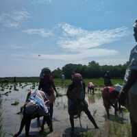 Women Labourers Transplanting Paddy